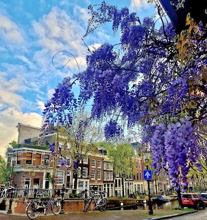 Wisteria on Lauriergracht Amsterdam