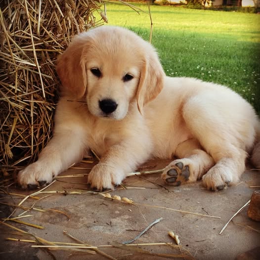 Golden retriever puppy lying beside a hay bale holding a wheat stalk in its paws