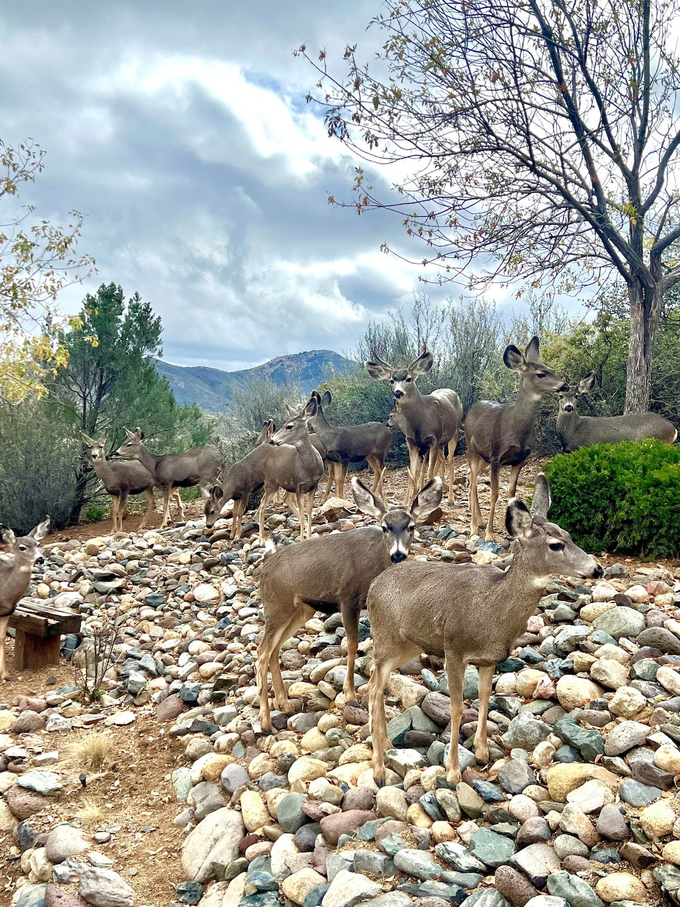 Mule Deer Herd Arizona