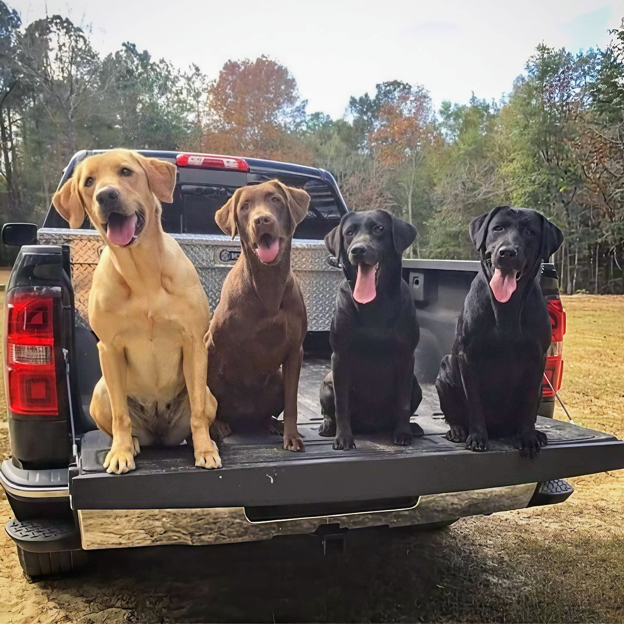 Four Labrador Retrievers of different colors sitting side by side in a black truck bed outdoors