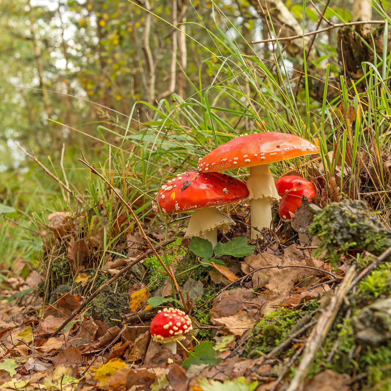Fly Agaric Mushrooms