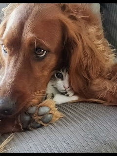 Golden retriever dog resting head next to small orange and white kitten on gray couch