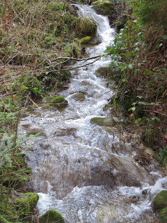 Small stream winding through a green forest with rocks and moss
