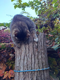 Gray tabby cat climbing on old wooden tree stump in outdoor garden