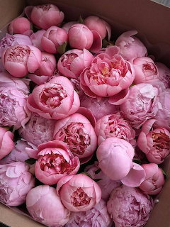 Pink Peonies in Box
