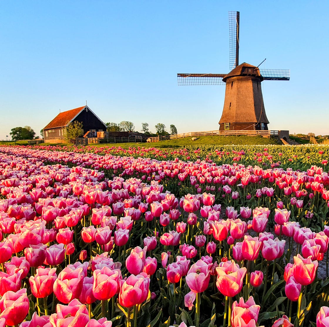Pink tulip field with a Dutch windmill and farmhouse under a blue sky