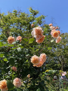 Peach climbing roses blooming against blue sky with green leaves