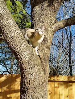 White and tan cat sitting on a tree branch looking upward