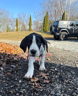 Black and white puppy walking on gravel with fall leaves and trees in background