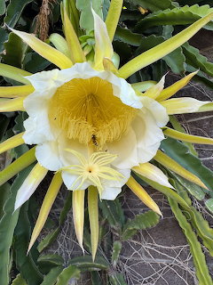 Dragon Fruit Flower