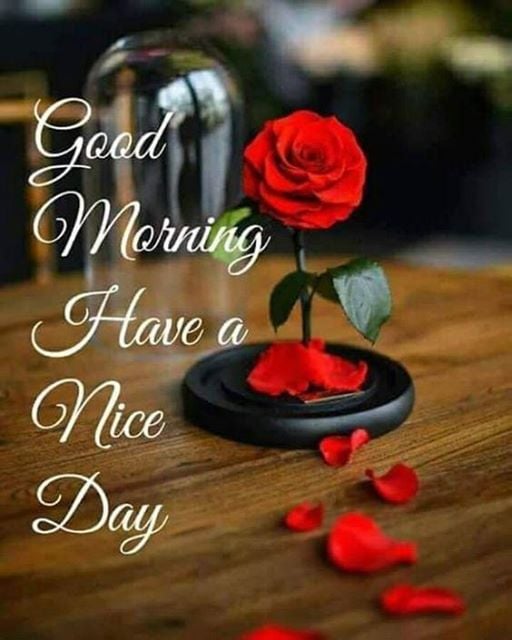 Red rose under glass cloche on wooden table with scattered petals and good morning text