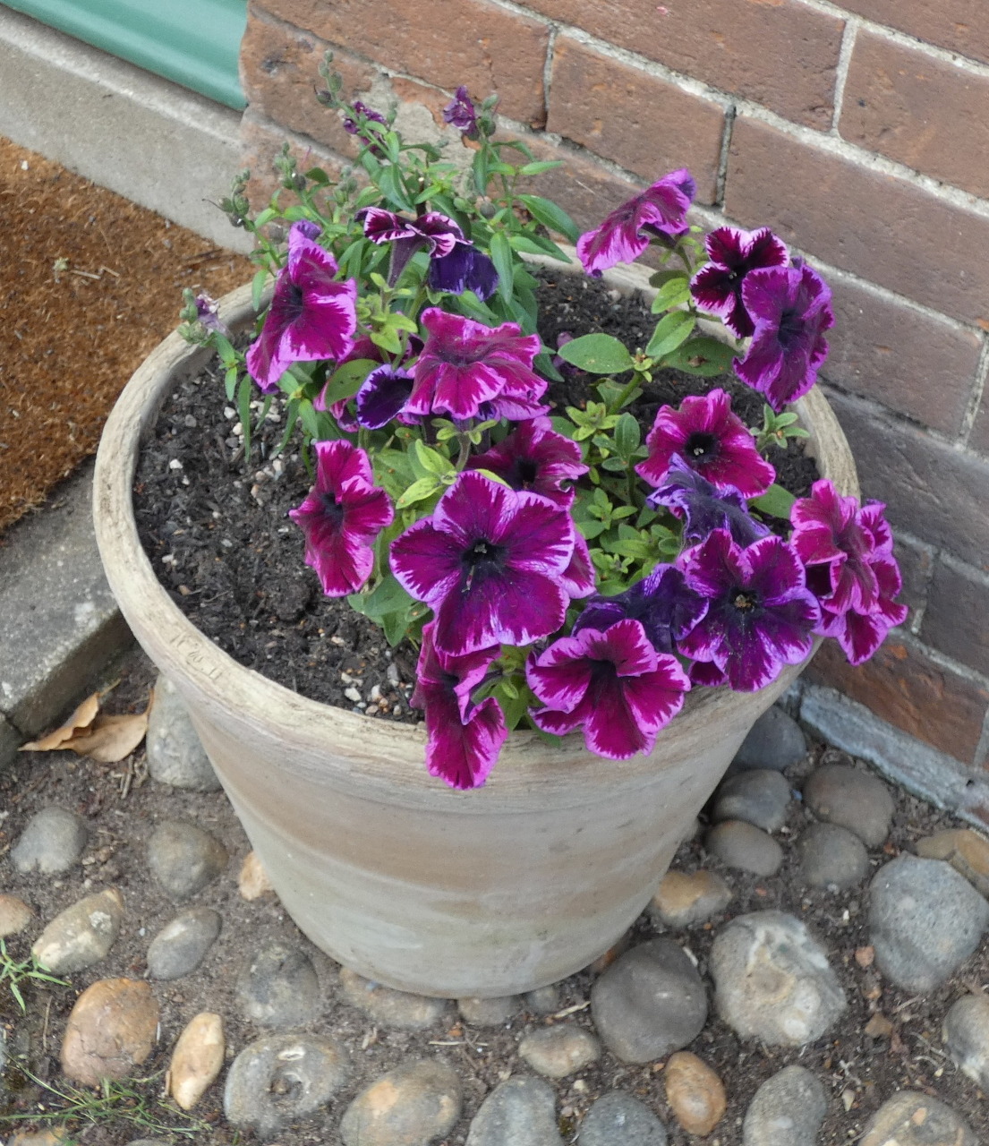 Purple petunia flowers in beige pot on pebbles near brick wall