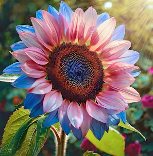 Close-up of a multicolored sunflower with pink, blue and cream petals in sunlight