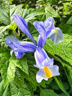 Purple iris flower with white and yellow center among green leaves