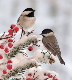 Two black-capped chickadees on snow-dusted branch with red berries against blurred winter background