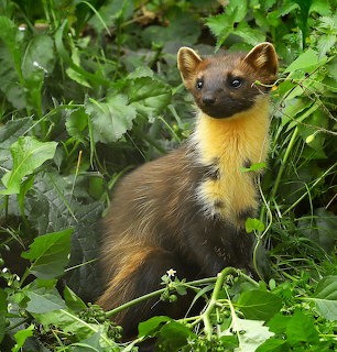 European Pine Marten