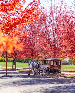 Horse-drawn carriage beneath brilliant red autumn trees on a paved street