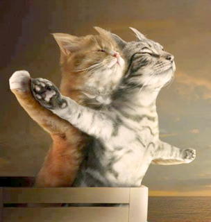 Two Kittens Titanic Pose