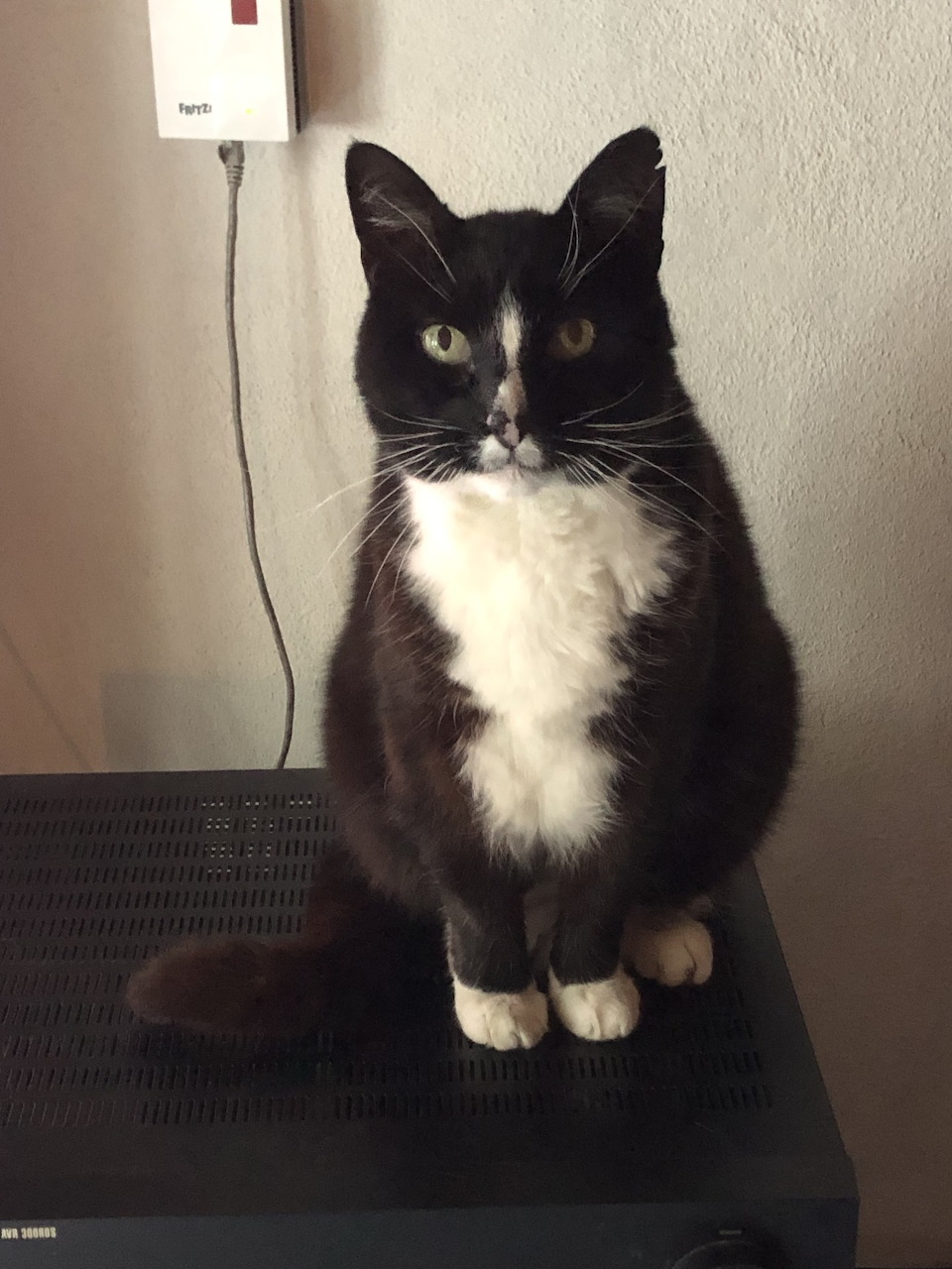 Portrait photo of Felix