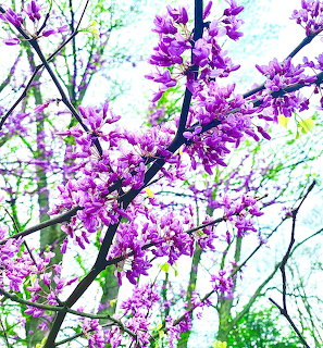Purple-pink Eastern Redbud blossoms on dark branches with green leaves and bright sky