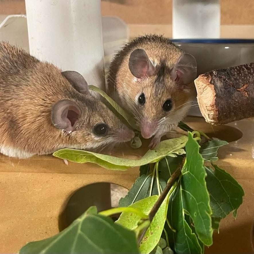 Two brown mice eating green leaves on a wooden platform indoors