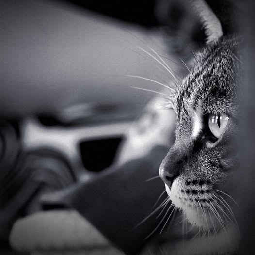 Black and white close-up of cat face in profile with visible whiskers and eye