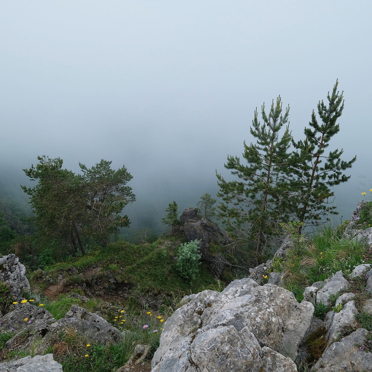 Foggy rocky hillside with pine trees and shrubs