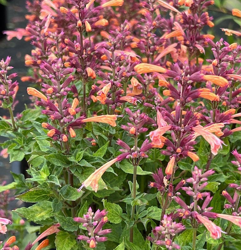 Hummingbird Mint