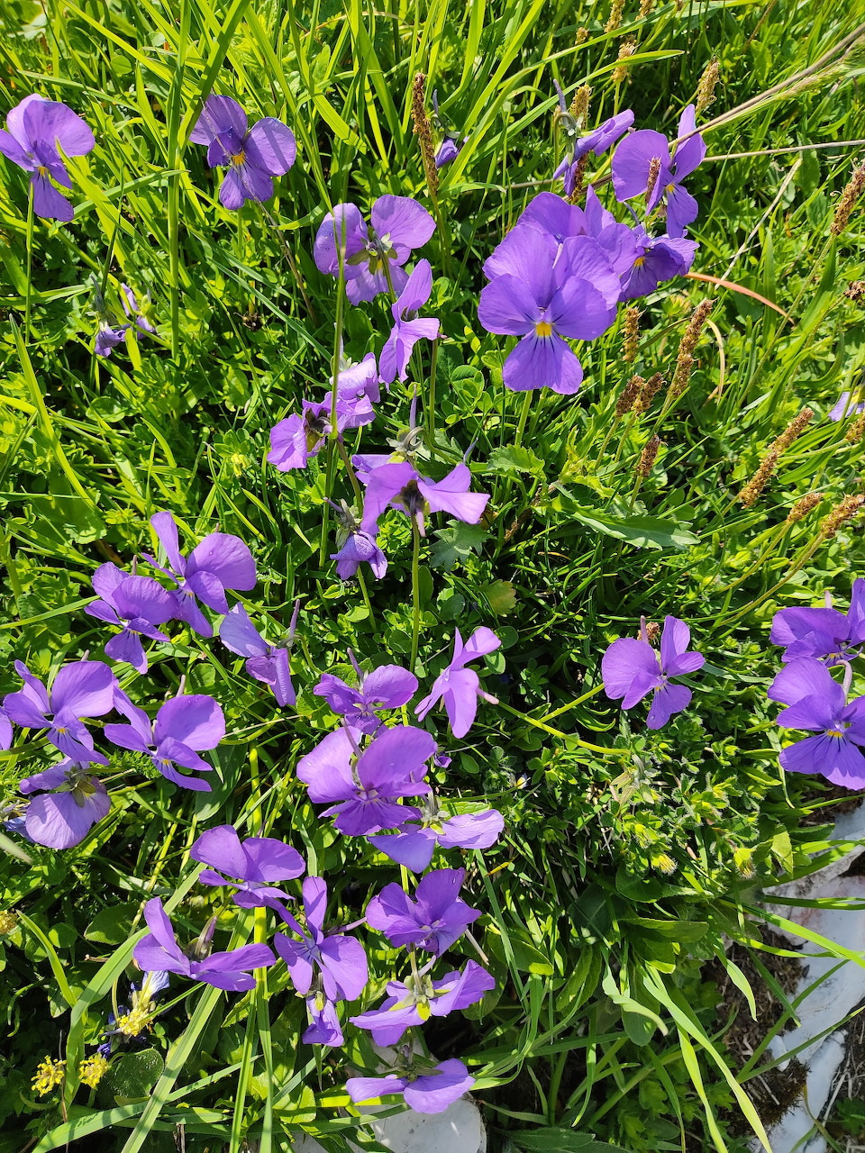 Purple pansy flowers with yellow centers growing in green grass