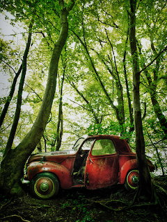 Rusty Red Car in Forest