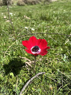 Single red anemone flower with white and black center growing in green grass