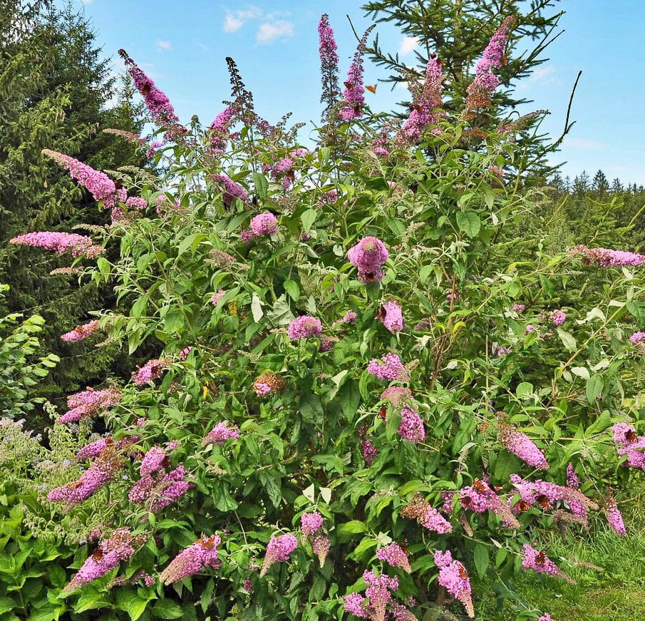 Butterfly Bush in Bloom