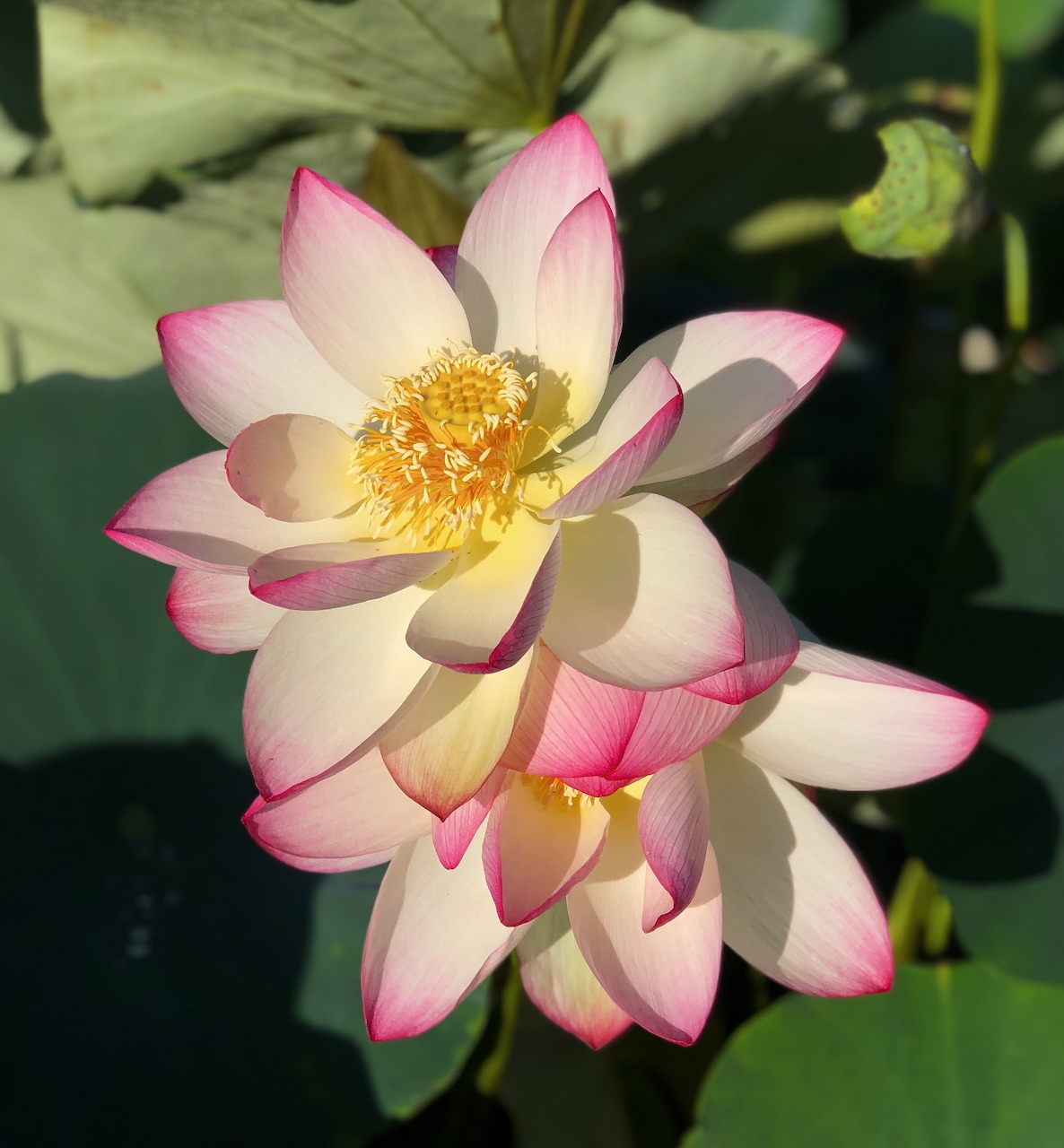 Two pink and white lotus flowers with yellow centers blooming on green lily pads