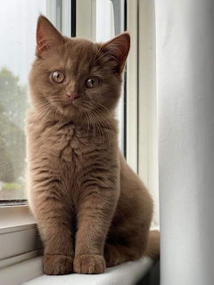 Gray kitten sitting on white windowsill looking at camera