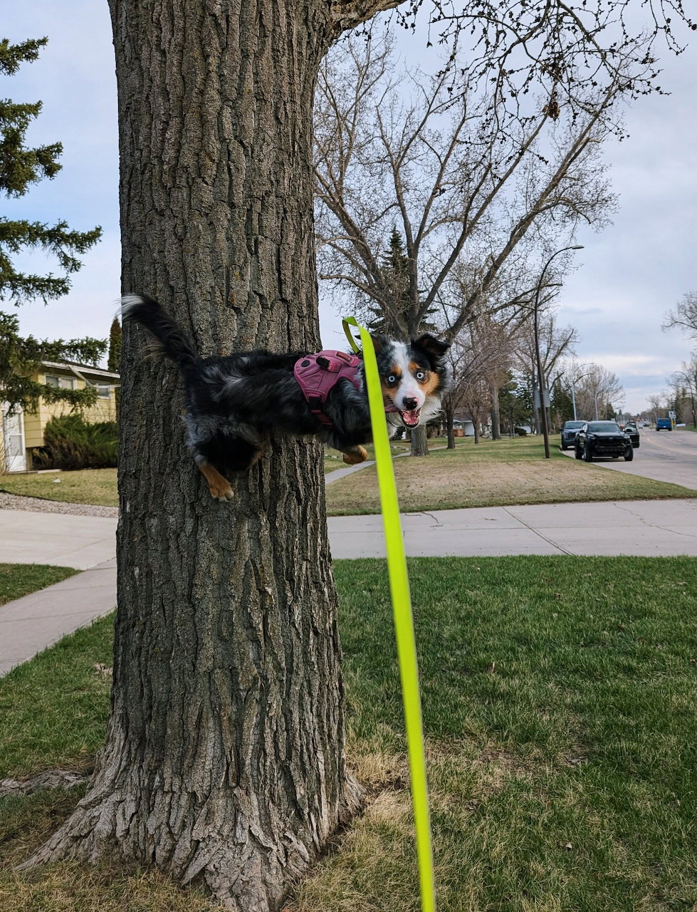 Dog Climbing Tree