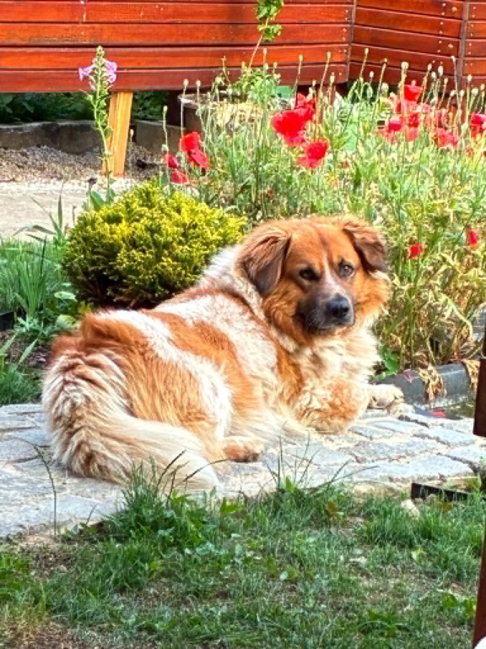 Dog Resting in Garden