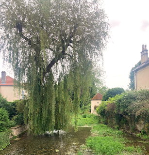 Weeping Willow Tree