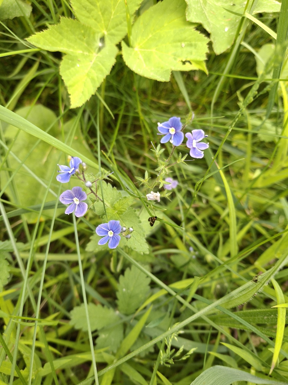 Small blue germander speedwell wildflowers growing among green grass and foliage