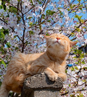 Orange cat looking up at pink cherry blossoms on sunny day