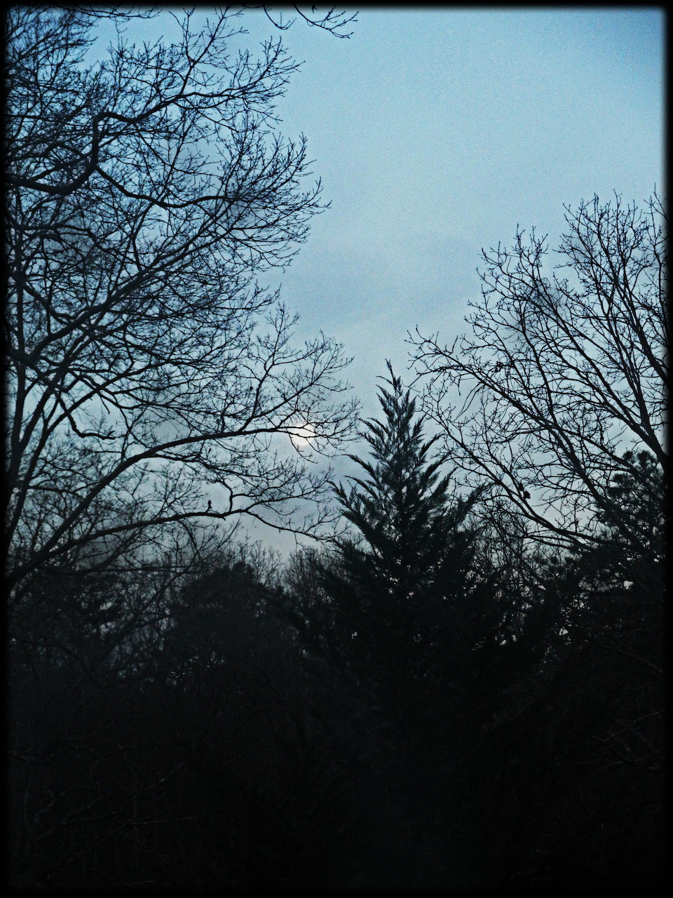 Full moon rising above dark tree silhouettes at twilight
