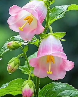 Pink bell-shaped flowers with yellow stamens and water droplets on green stems