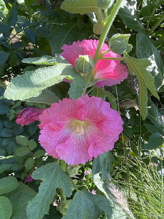 Pink Hollyhock Flowers