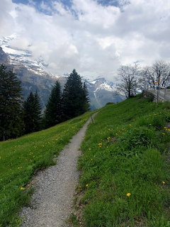 Hiking path through green alpine meadow with pine trees and snow-capped mountains in background