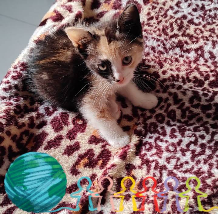 Calico kitten lying on a pink leopard-print blanket with a teal ball toy nearby