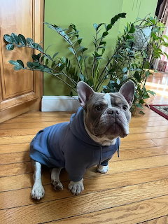 French Bulldog Indoor Portrait