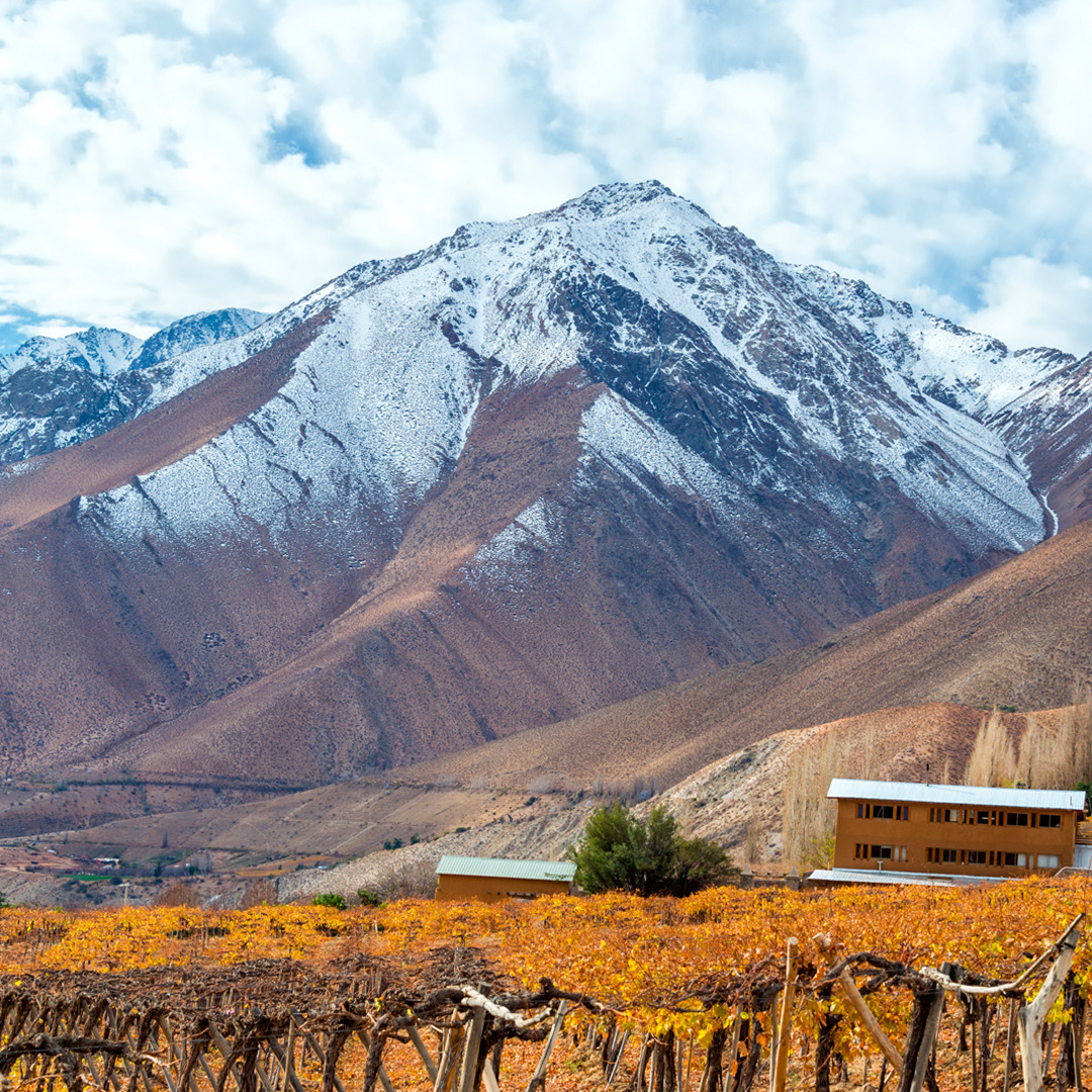 Snow-capped mountain peaks towering over golden vineyard rows with a white building in Valle del Elqui, Chile
