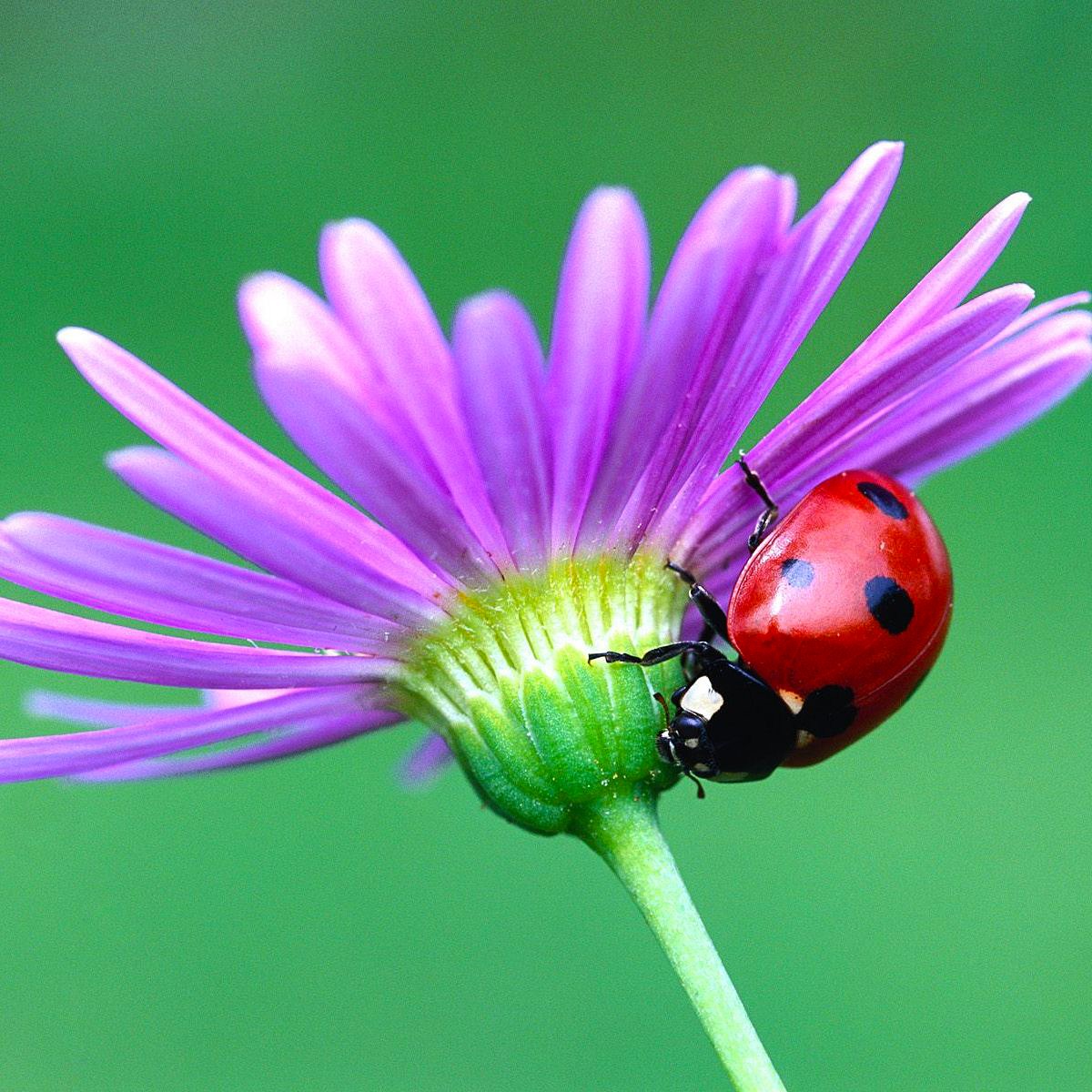 Red ladybug on purple daisy flower with green background
