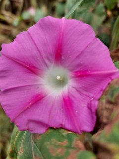 Close-up of a pink morning glory flower with white center against green leaves