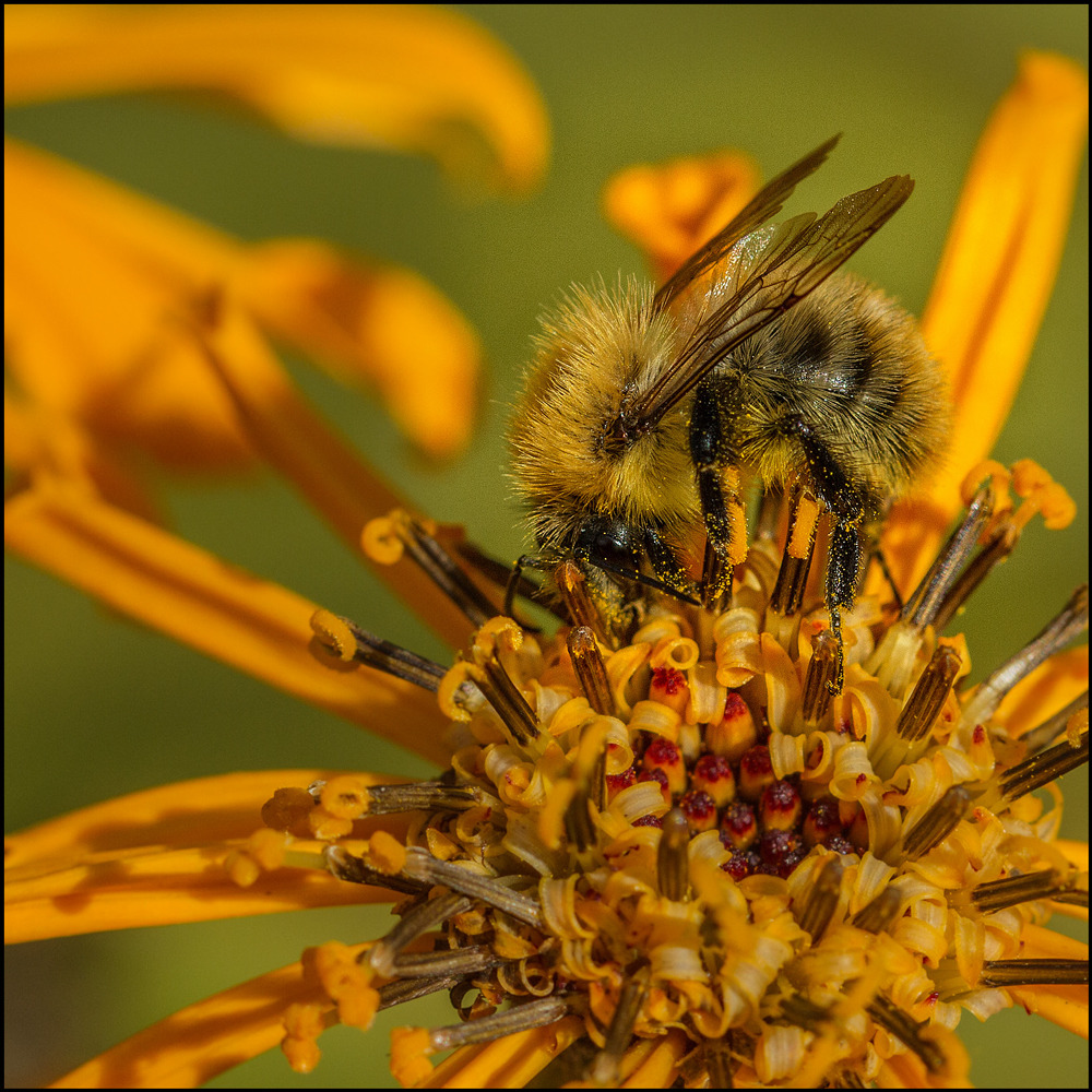 Close-up of a fuzzy bee resting on the center of a bright yellow flower