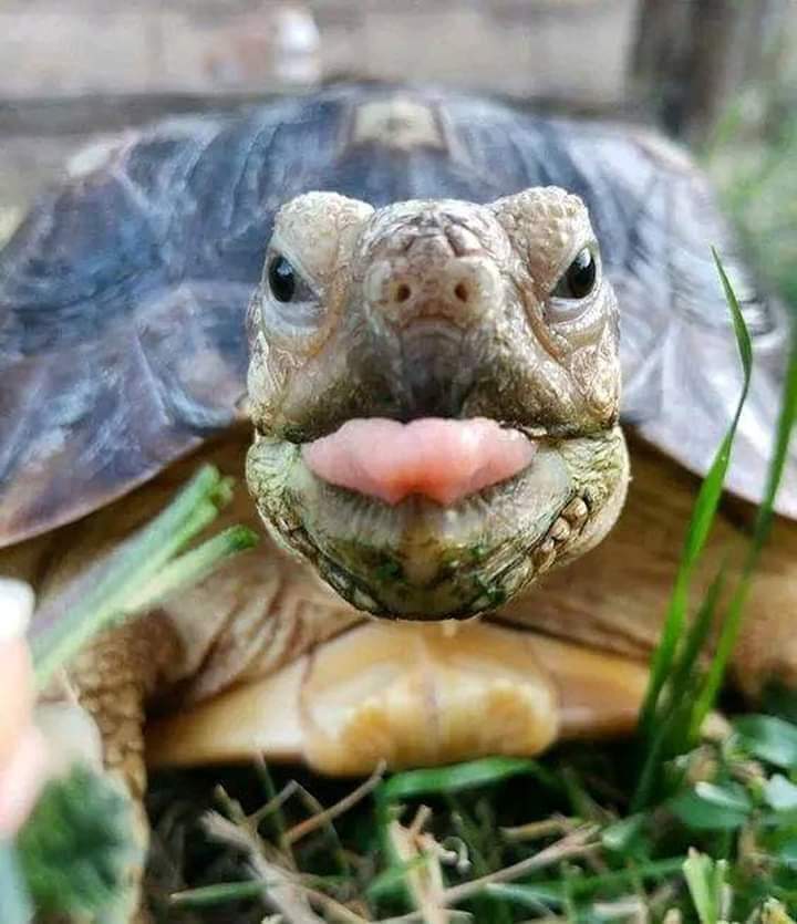 Close-up of tortoise with open mouth on grass showing textured shell and face